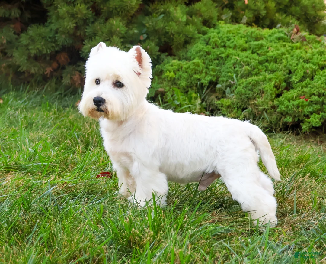 West Highland Terrier dogs for sale: Wren - Ad 6