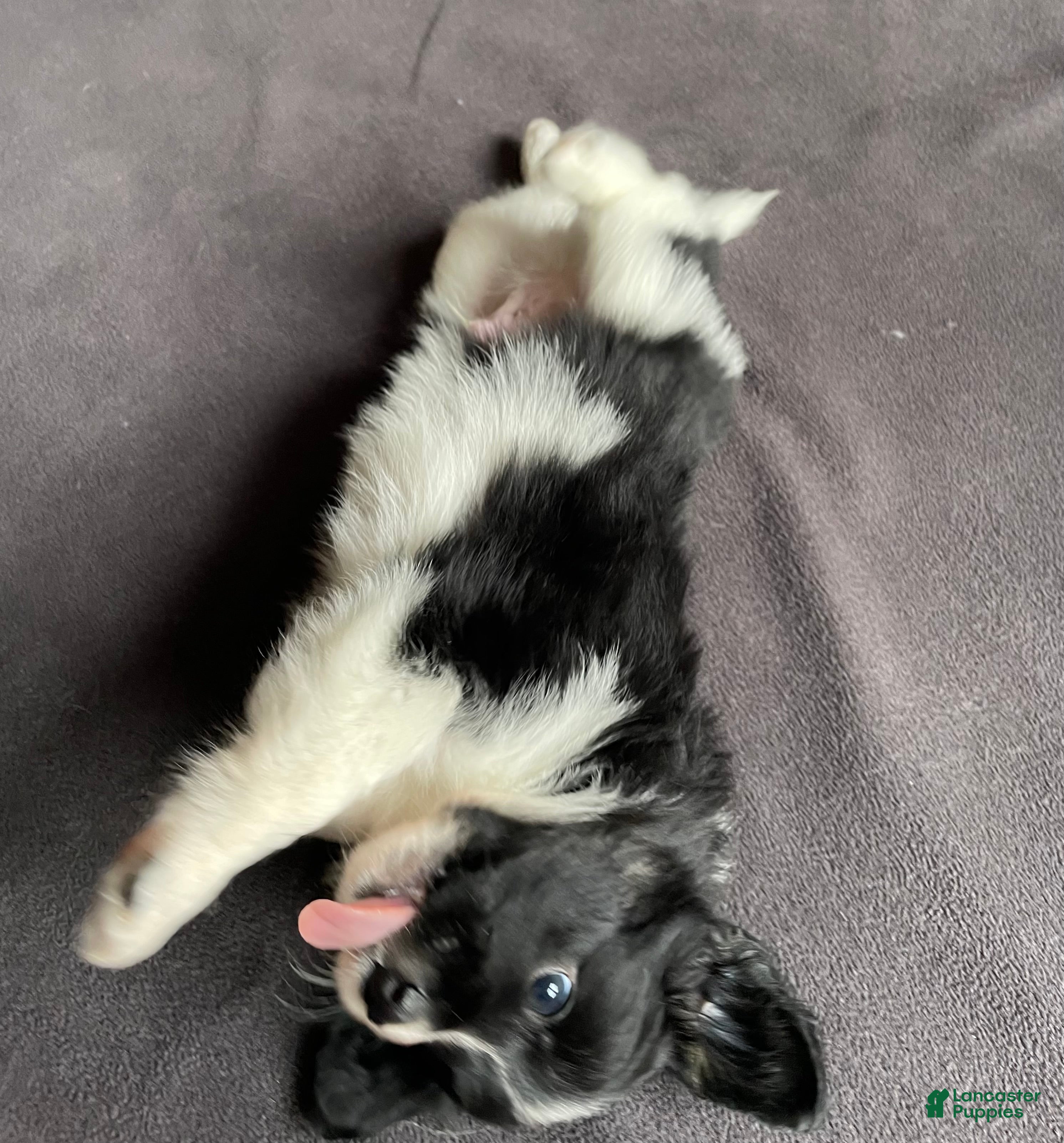 Mixed Breed dogs Stripe - Ad 10