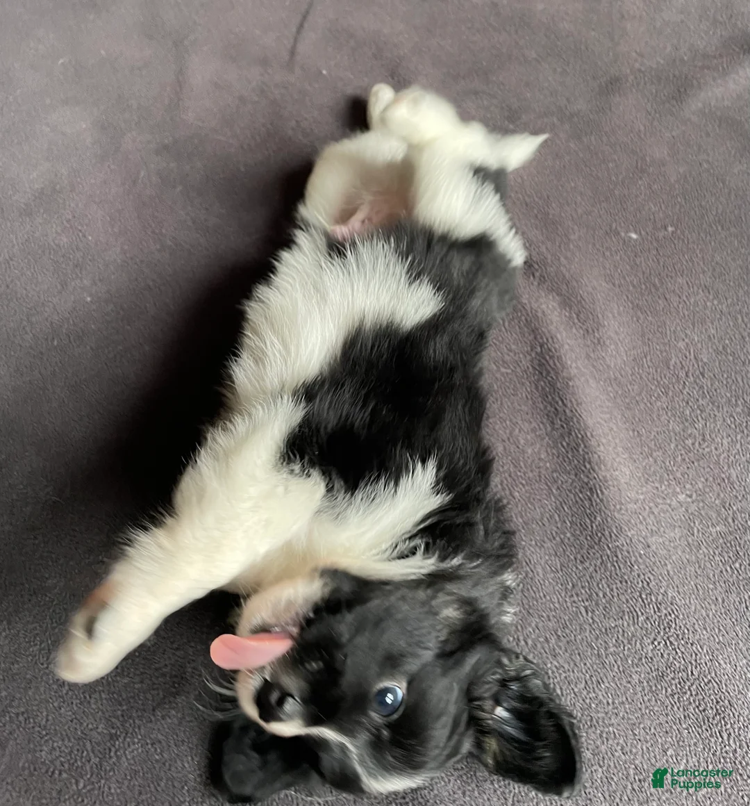 Mixed Breed dogs for sale: SOLD.  J - Female - Ad 19