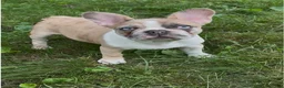 French Bulldog dogs for sale: French Bulldog 2 - Ad 9