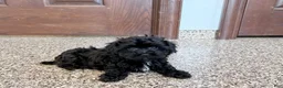 Havapoo dogs for sale: Havapoo Puppy 1 - Ad 5