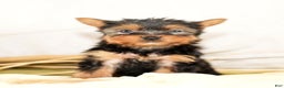 Morkie dogs for sale: Paige - Ad 4