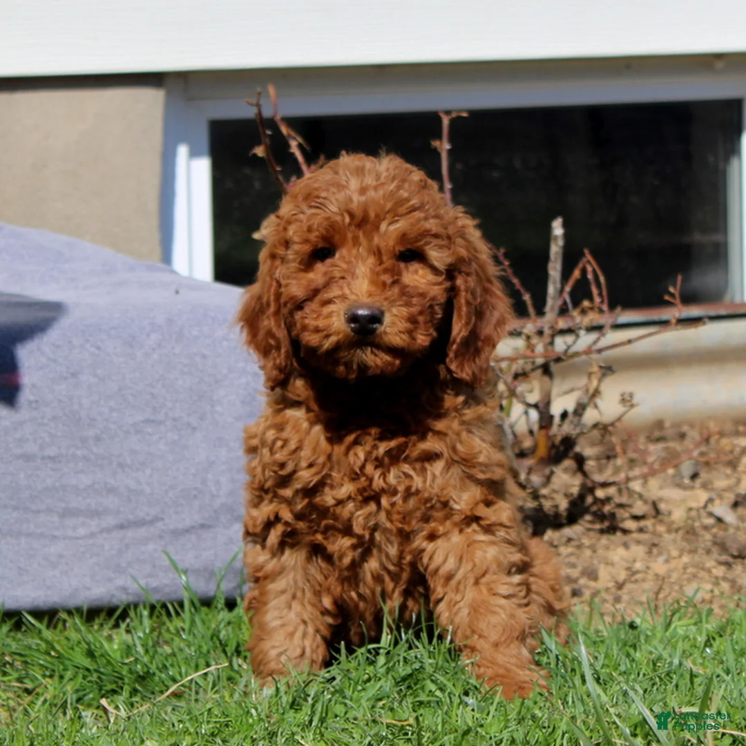 Mini Goldendoodle dogs for sale: Sophie  - Ad 1