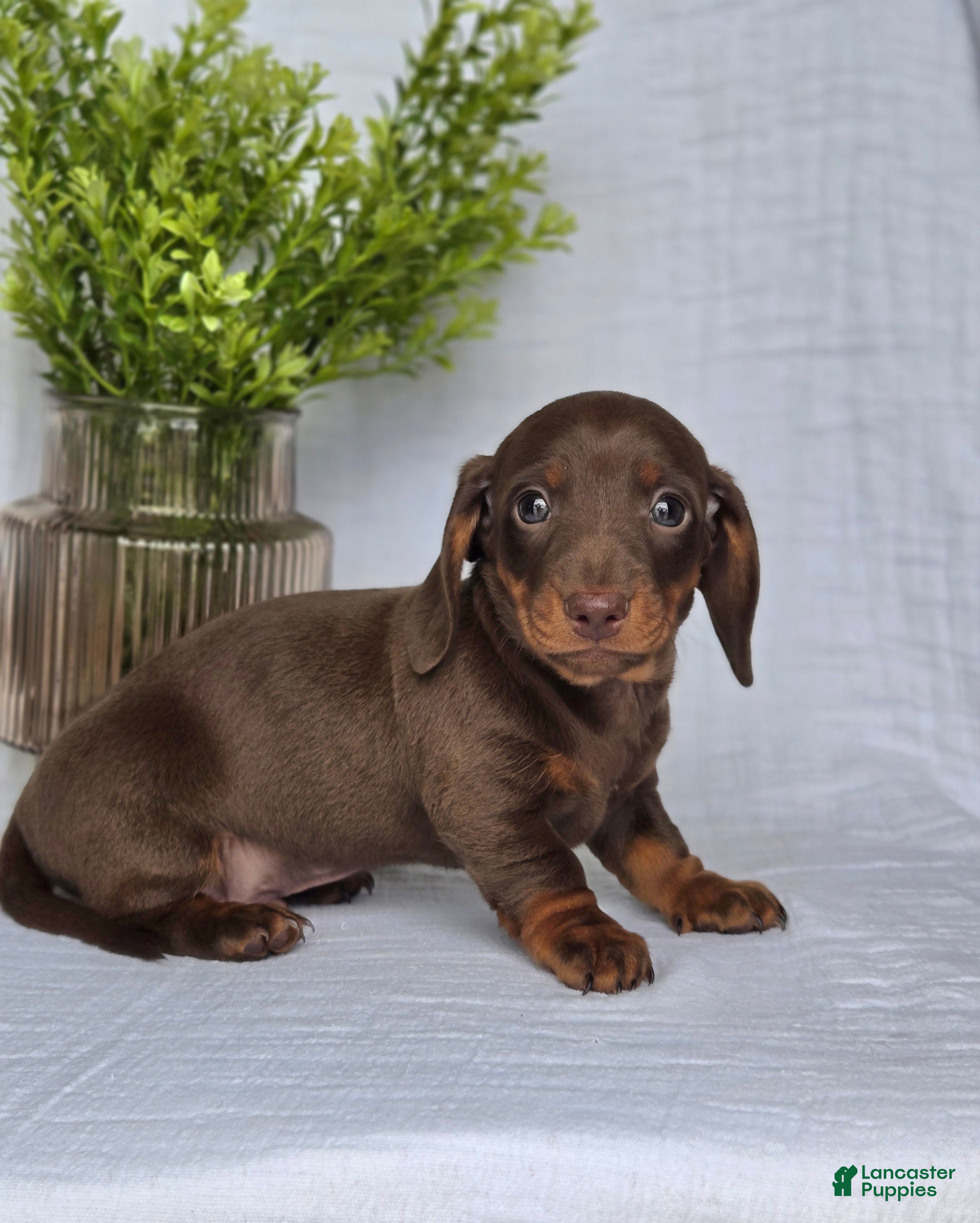 Miniature Dachshund dogs Bingo  - Ad 1