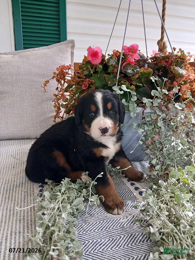 Bernese Mountain Dog dogs Amber - Ad 2