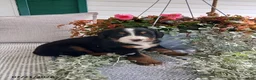 Bernese Mountain Dog dogs for sale: Amber - Ad 2