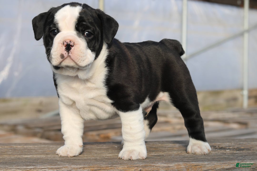 Mixed Breed dogs for sale: Splash - Ad 4