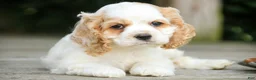 Cocker Spaniel dogs for sale: Ash Cocker Spaniel  - Ad 3