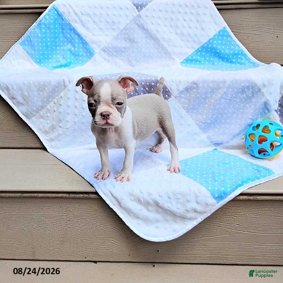 Boston Terrier dogs Roland - Ad 2