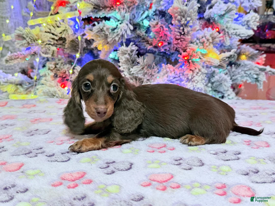 Miniature Dachshund dogs for sale: Ready 12/24/25 - Ad 41