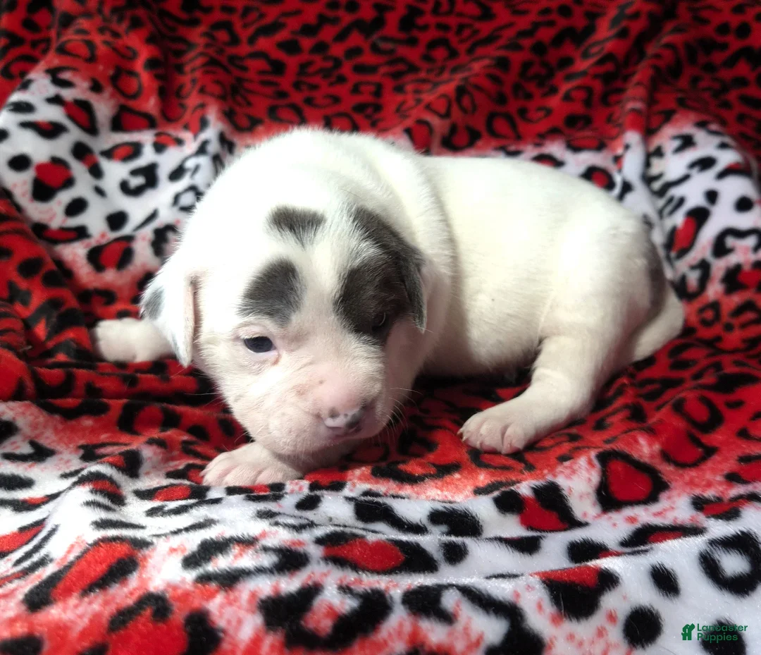 Mixed Breed dogs for sale: "SZA"  - Ad 8