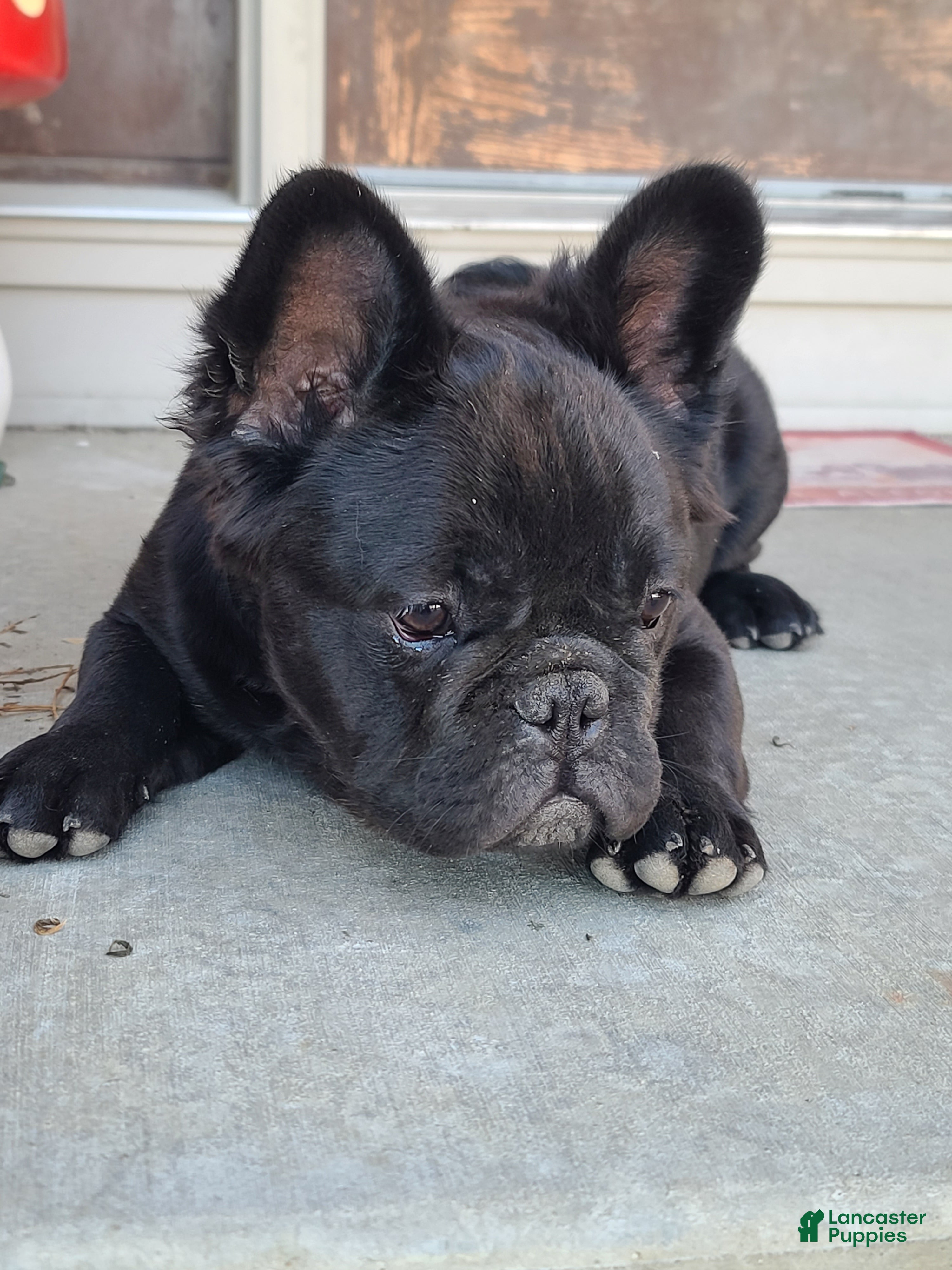 French Bulldog dogs Black fluffy male - Ad 2