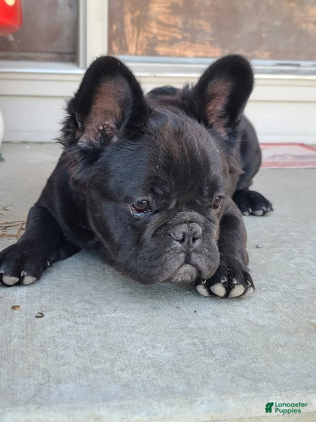 French Bulldog dogs for sale: Black fluffy male - Ad 2