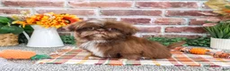 Shih Tzu dogs for sale: Diego - Ad 2