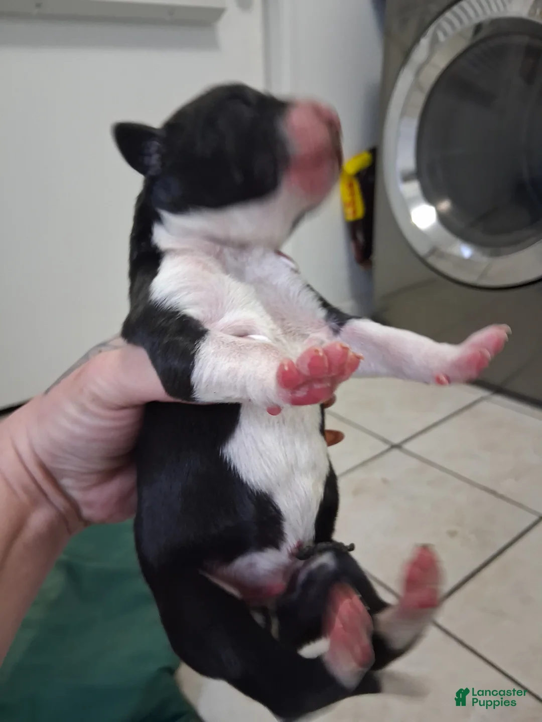Great Dane dogs for sale: Great Dane 2 - Ad 2