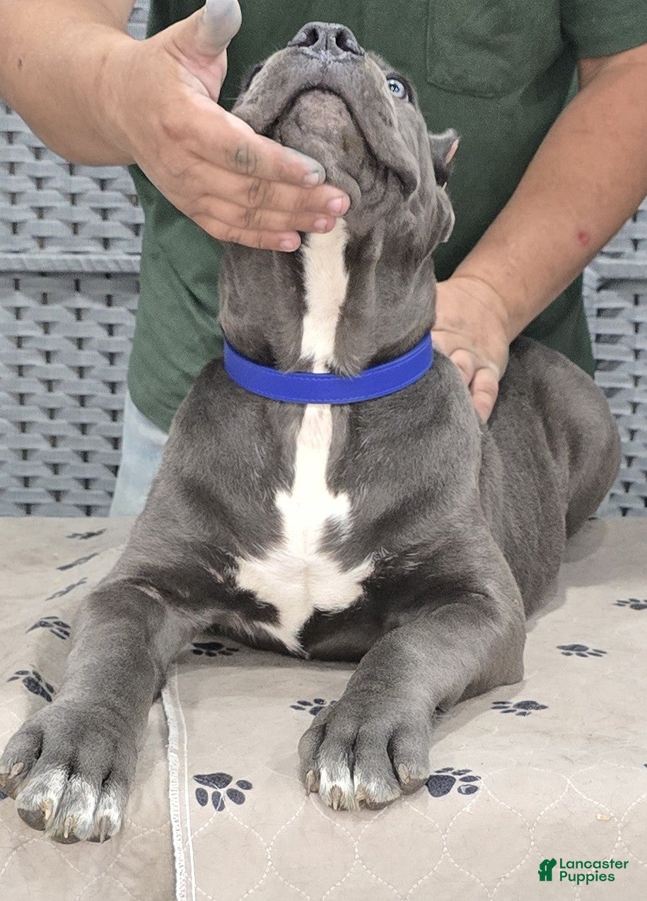 Cane Corso dogs Blue Boy - Ad 2