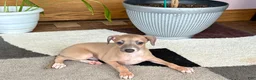 Italian Greyhound dogs for sale: Italian Greyhound male 2 Fawn  - Ad 6