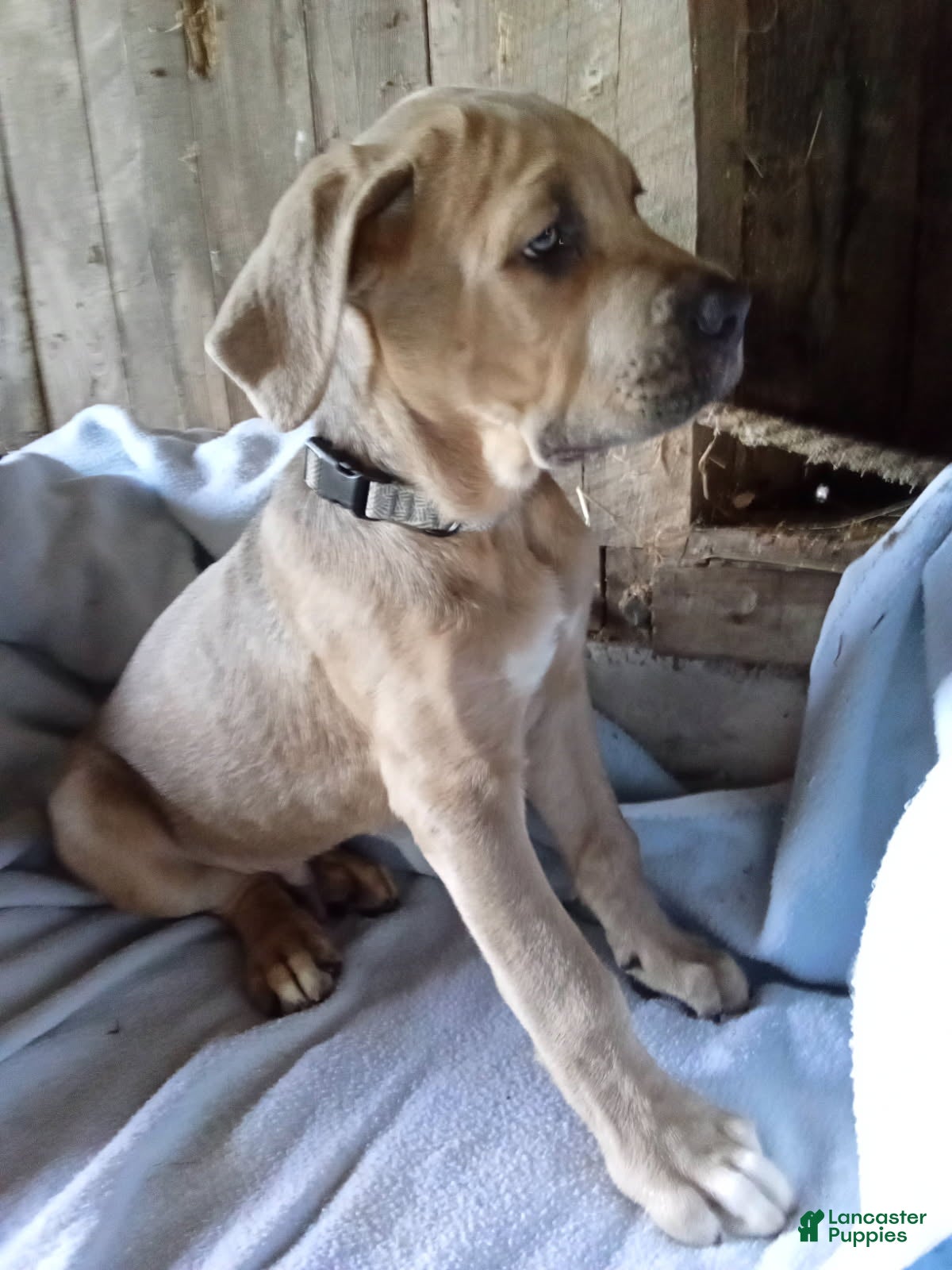 Cane Corso dogs Leroy - Ad 1