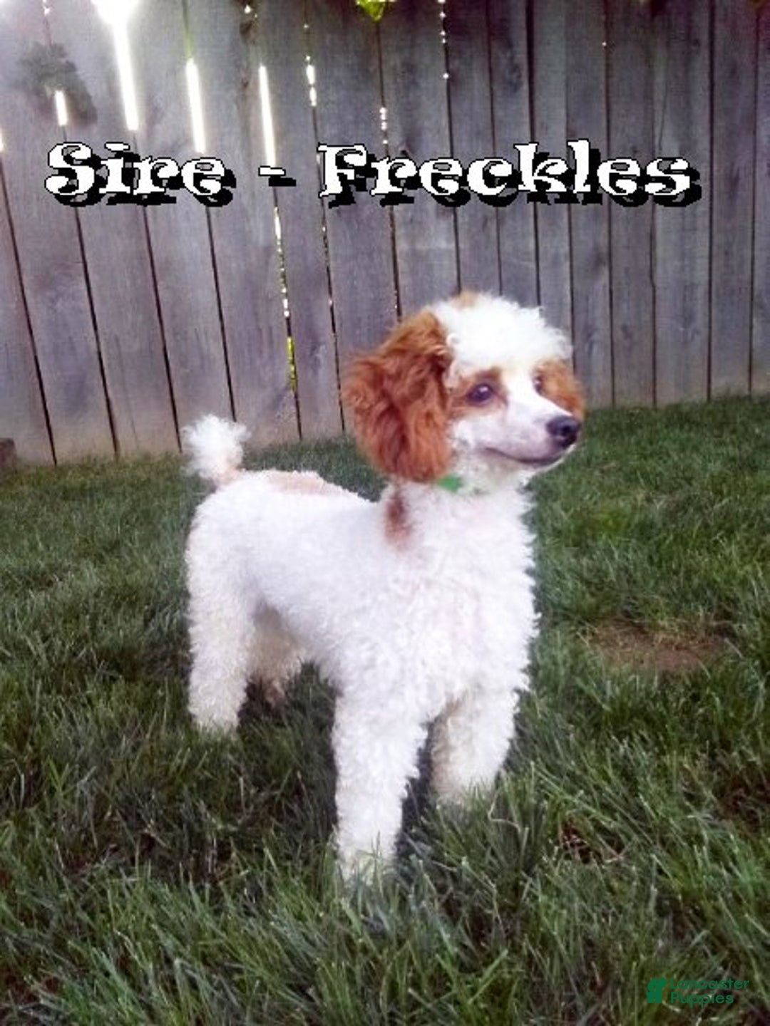 Miniature Poodle dogs for sale: Kris - Ad 10