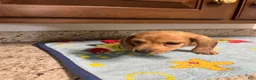 Miniature Dachshund dogs for sale: Ansh  - Ad 5