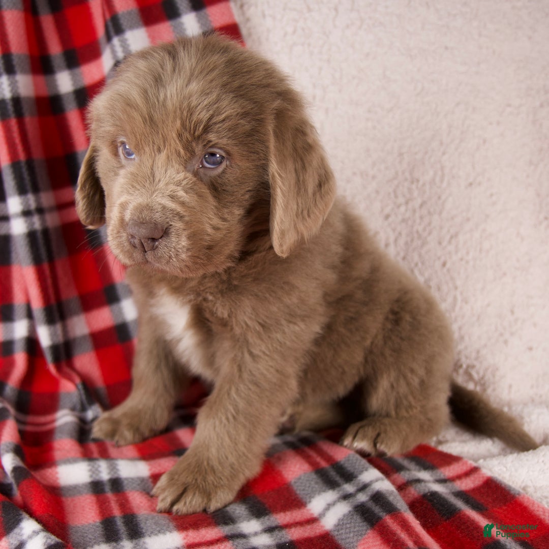 Newfoundland dogs for sale: Fletcher - Ad 6