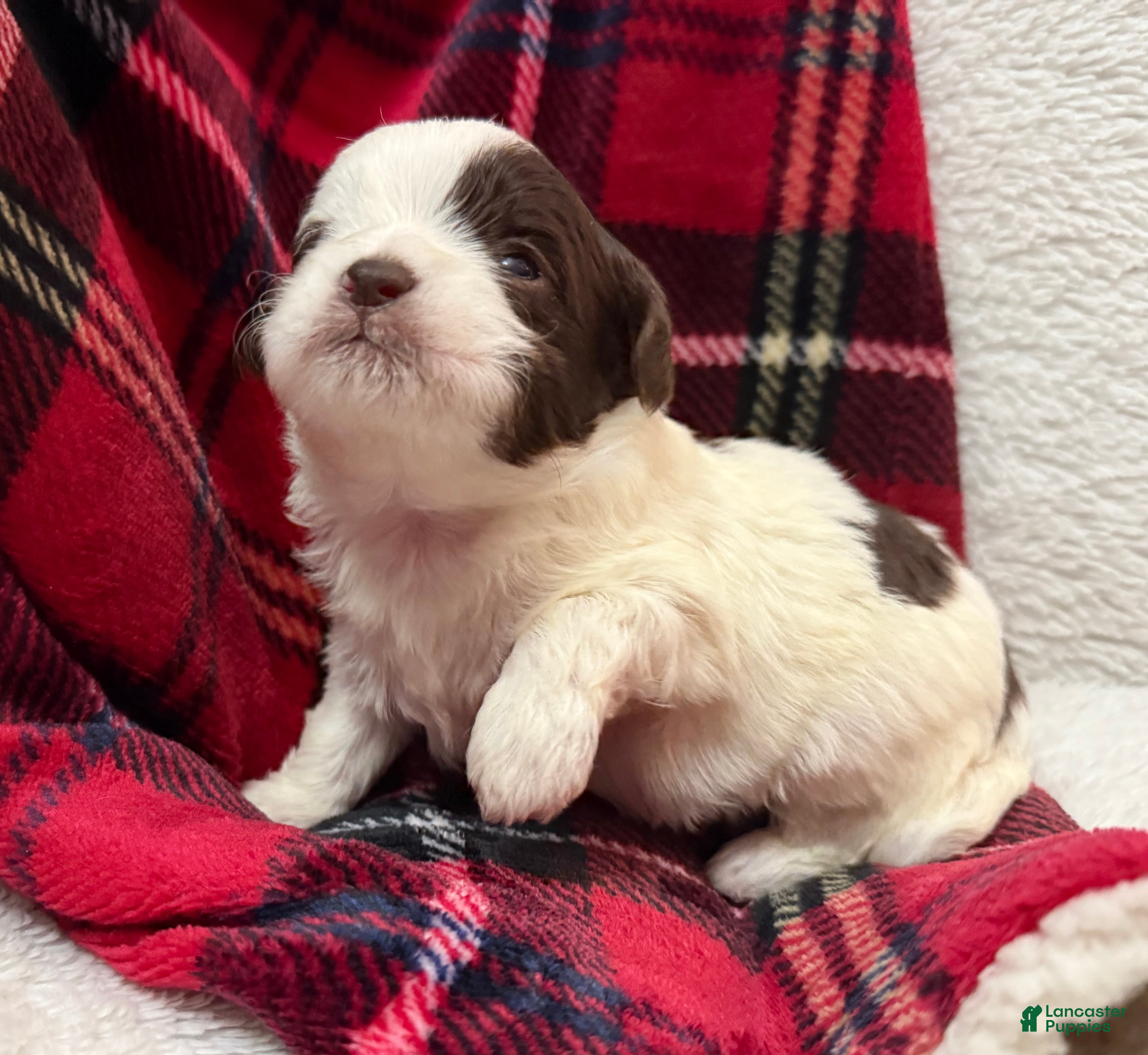 Shihpoo dogs Oliver  - Ad 26