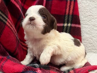 Shihpoo dogs Oliver - Ad 26