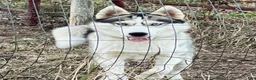 Siberian Husky dogs for sale: Suppy AKC - Ad 9
