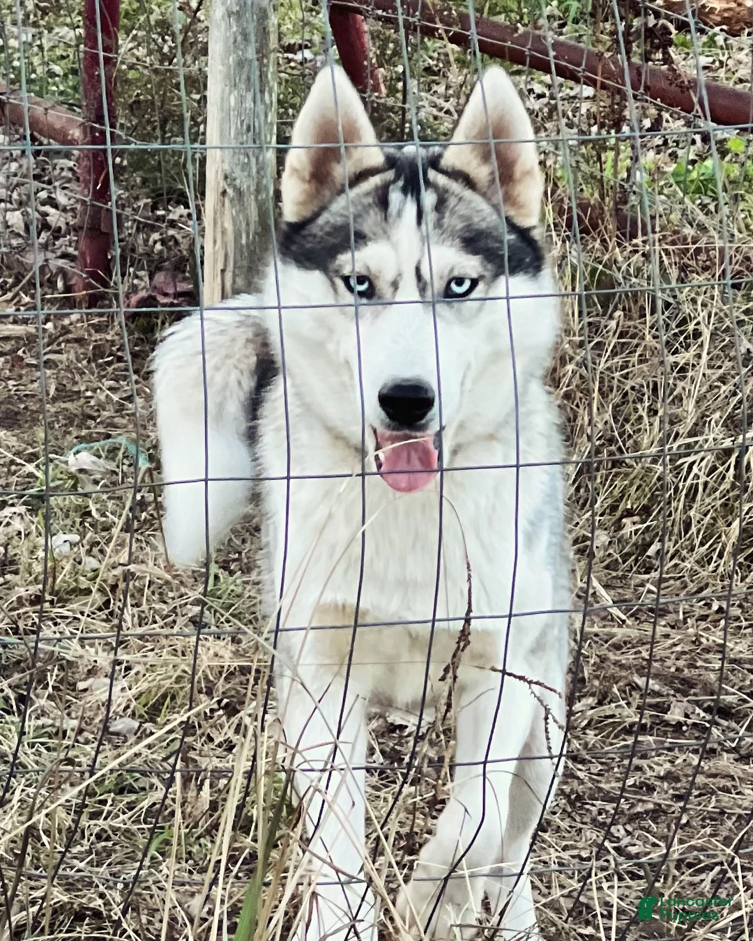 Siberian Husky dogs for sale: Suppy AKC - Ad 9