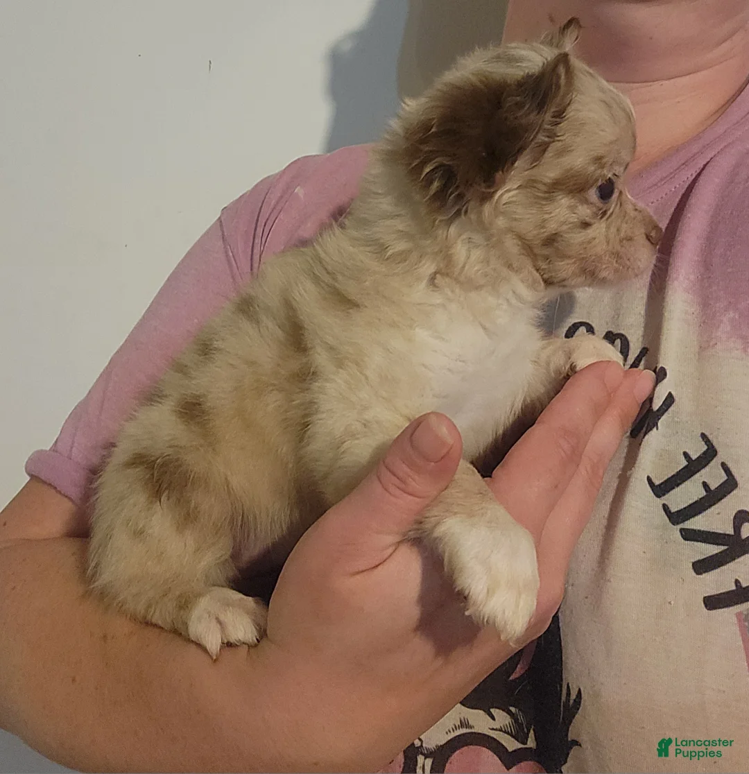 Chihuahua dogs for sale: BLONDIE - Ad 2