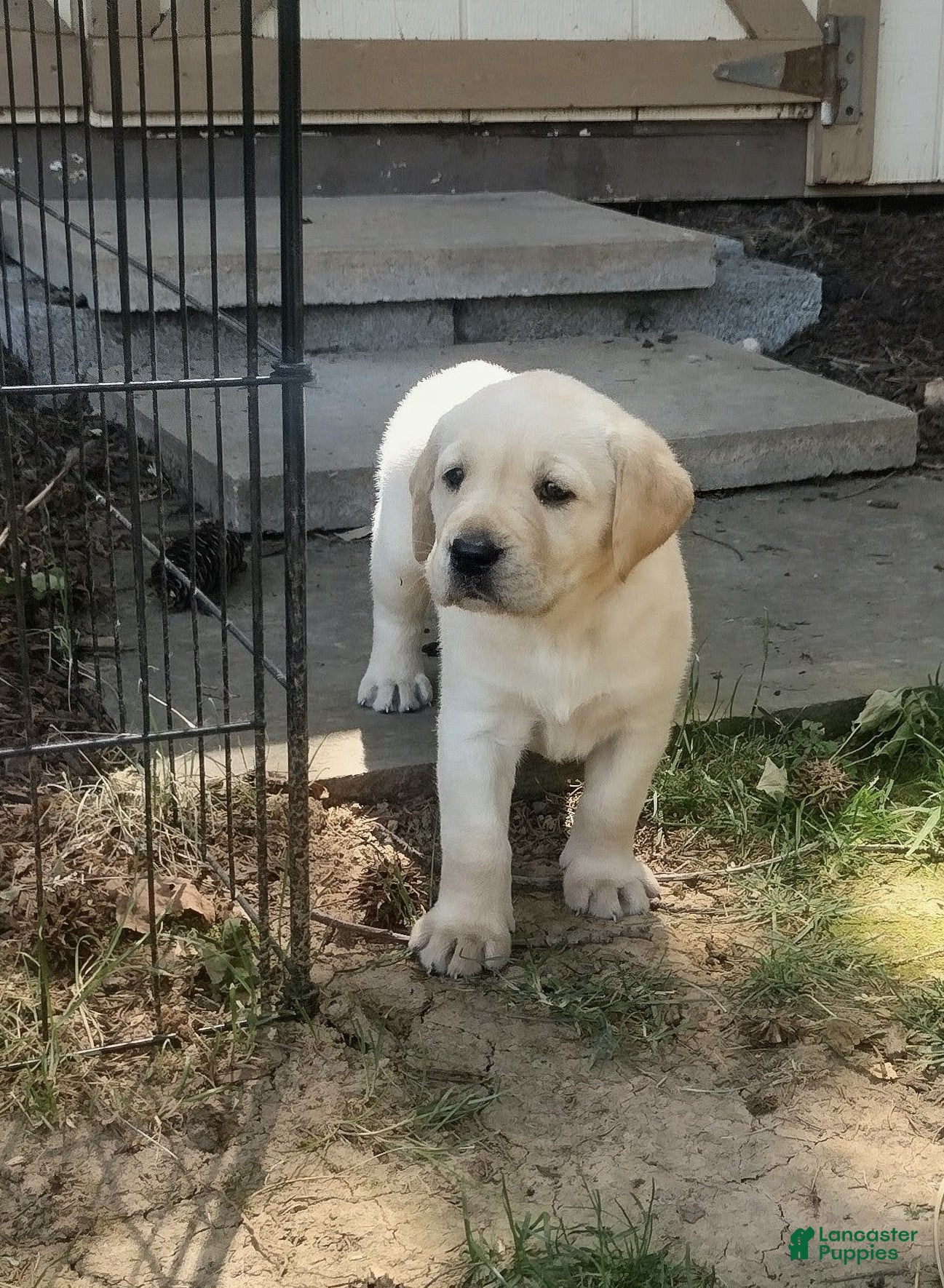 Labrador Retriever dogs Marley - Ad 1
