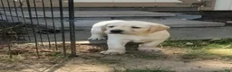 Labrador Retriever dogs for sale: Marley - Ad 1