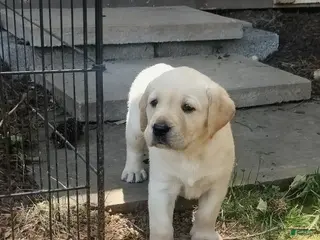 Labrador Retriever dogs for sale: Marley - Ad 2