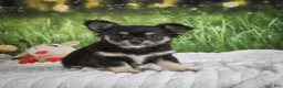Chihuahua dogs for sale: Princess - Ad 5