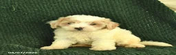 Maltipoo dogs for sale: Nutmeg  - Ad 3