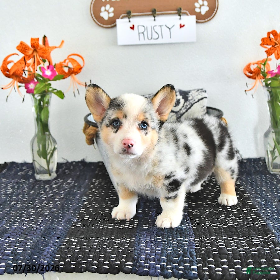 Welsh Corgi Pembroke dogs Rusty - Ad 1