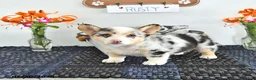 Welsh Corgi Pembroke dogs for sale: Rusty - Ad 1
