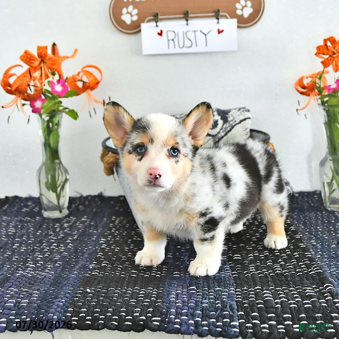 Welsh Corgi Pembroke dogs for sale: Rusty - Ad 1