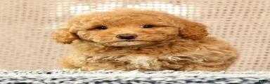 Hoover