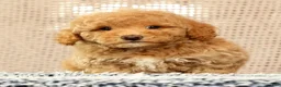 Havapoo dogs for sale: Hoover - Ad 1