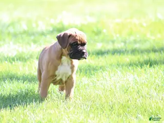 Boxer dogs Hunter - Ad 32