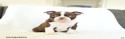 Boston Terrier dogs for sale: Maple   - Ad 1