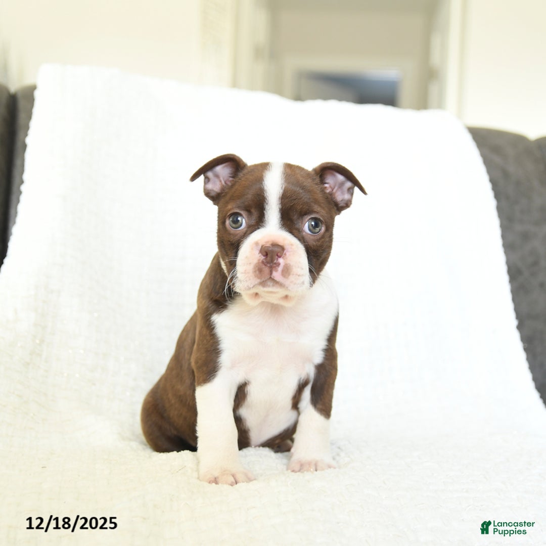 Boston Terrier dogs for sale: Maple   - Ad 1