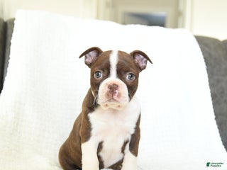 Boston Terrier dogs Maple - Ad 19