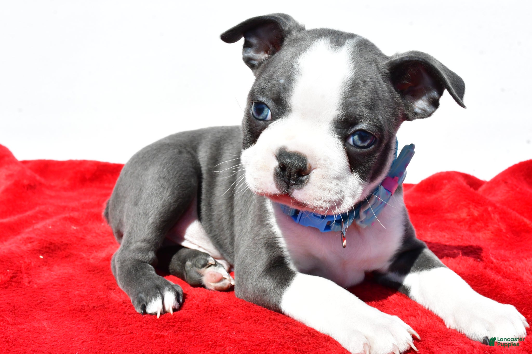 Boston Terrier dogs Teddy - Ad 1