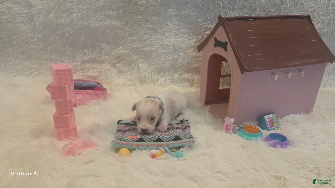 Yorkiepoo dogs for sale: Yorkiepoo 4 - Ad 2