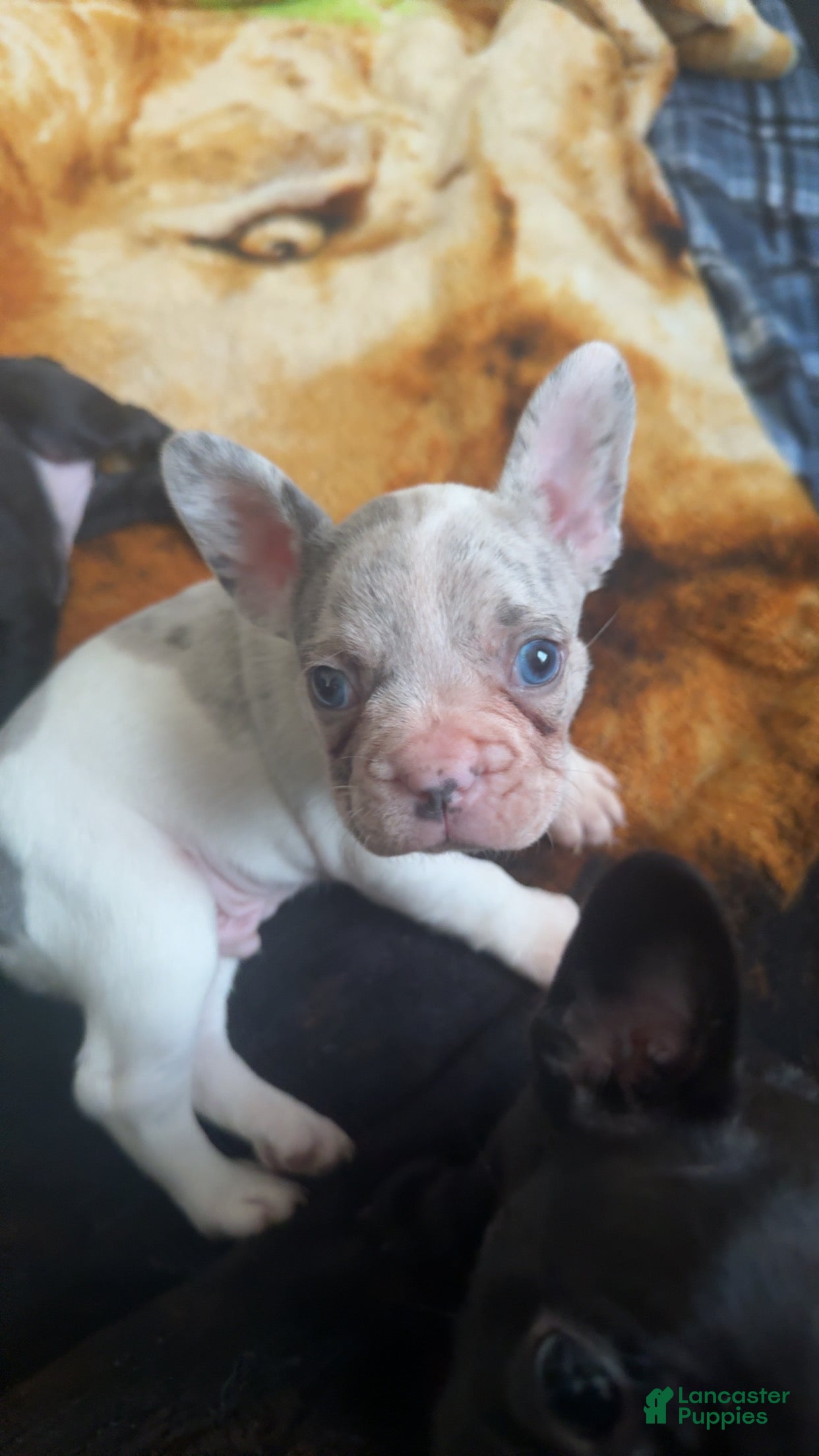 French Bulldog dogs French Bulldog 1 - Ad 32