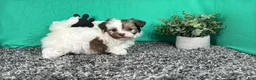 Havapoo dogs for sale: Havapoo 2 - Ad 2