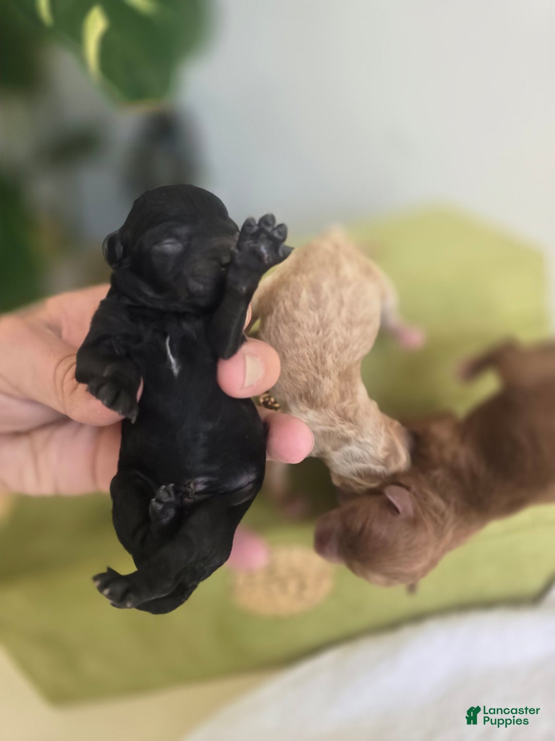 Toy Poodle dogs for sale: Dash - Ad 8