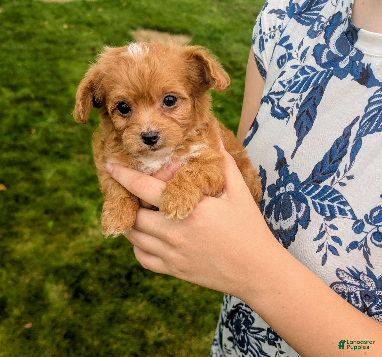Chipoo dogs Benji - Ad 2
